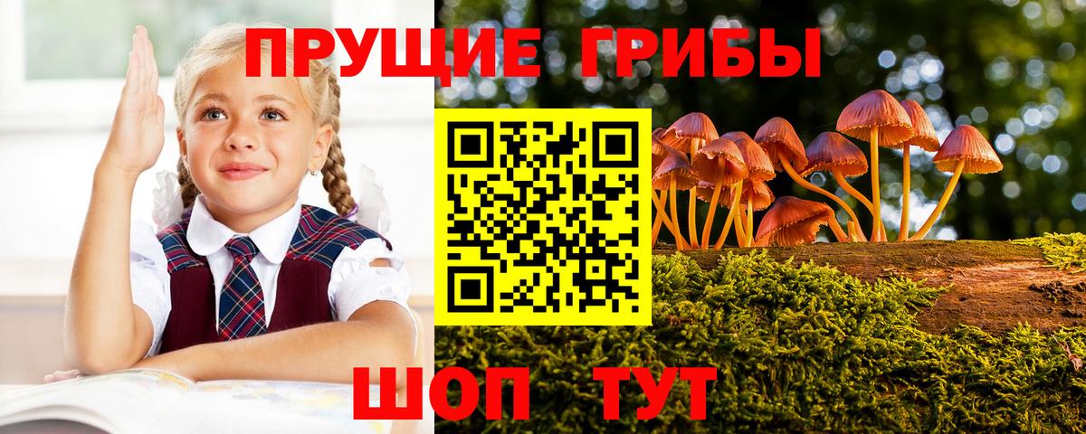 Галлюциногенные грибы Psilocybine cubensis Дятьково